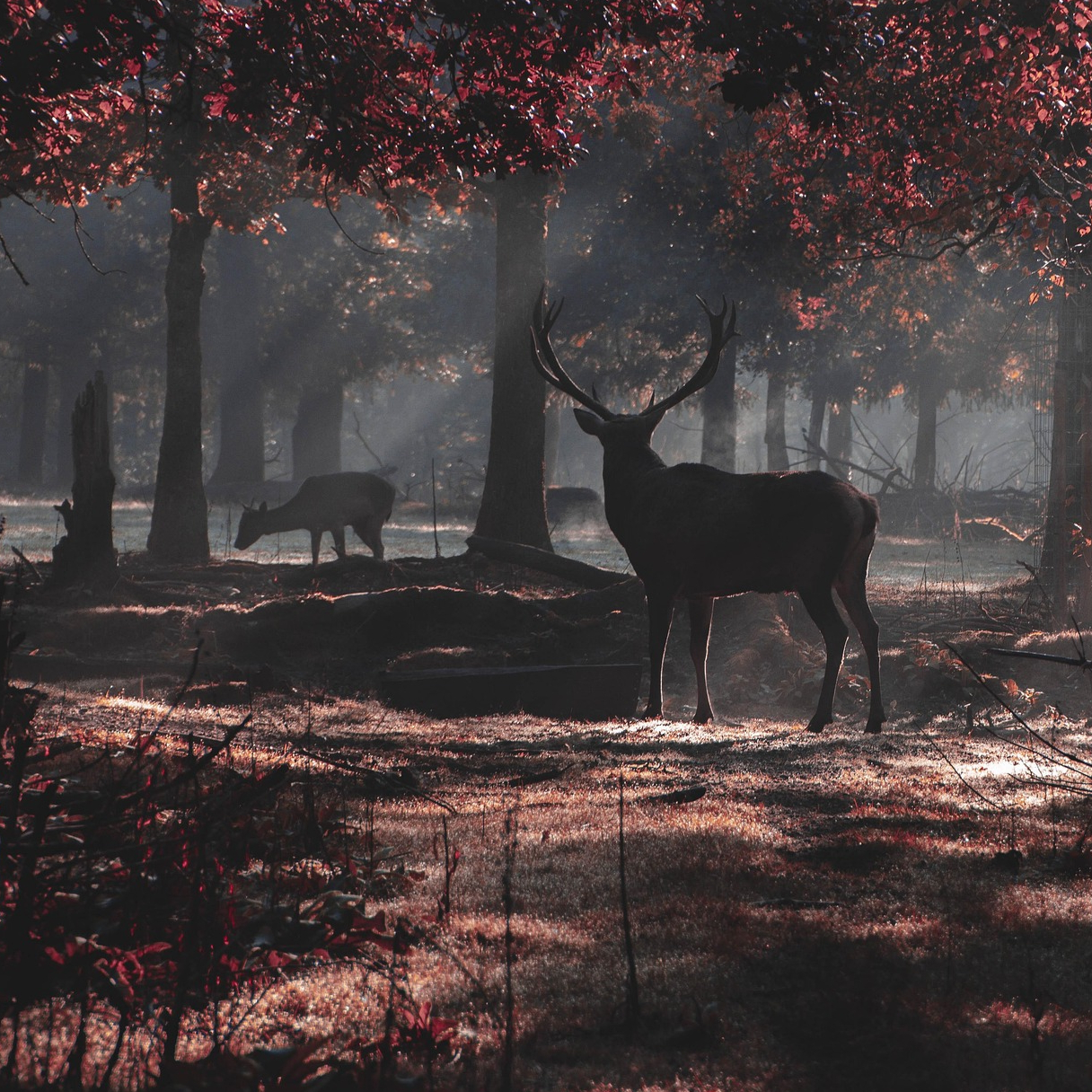 Cerf et biche dans une forêt brumeuse aux couleurs d'automne, lumière du matin traversant les arbres