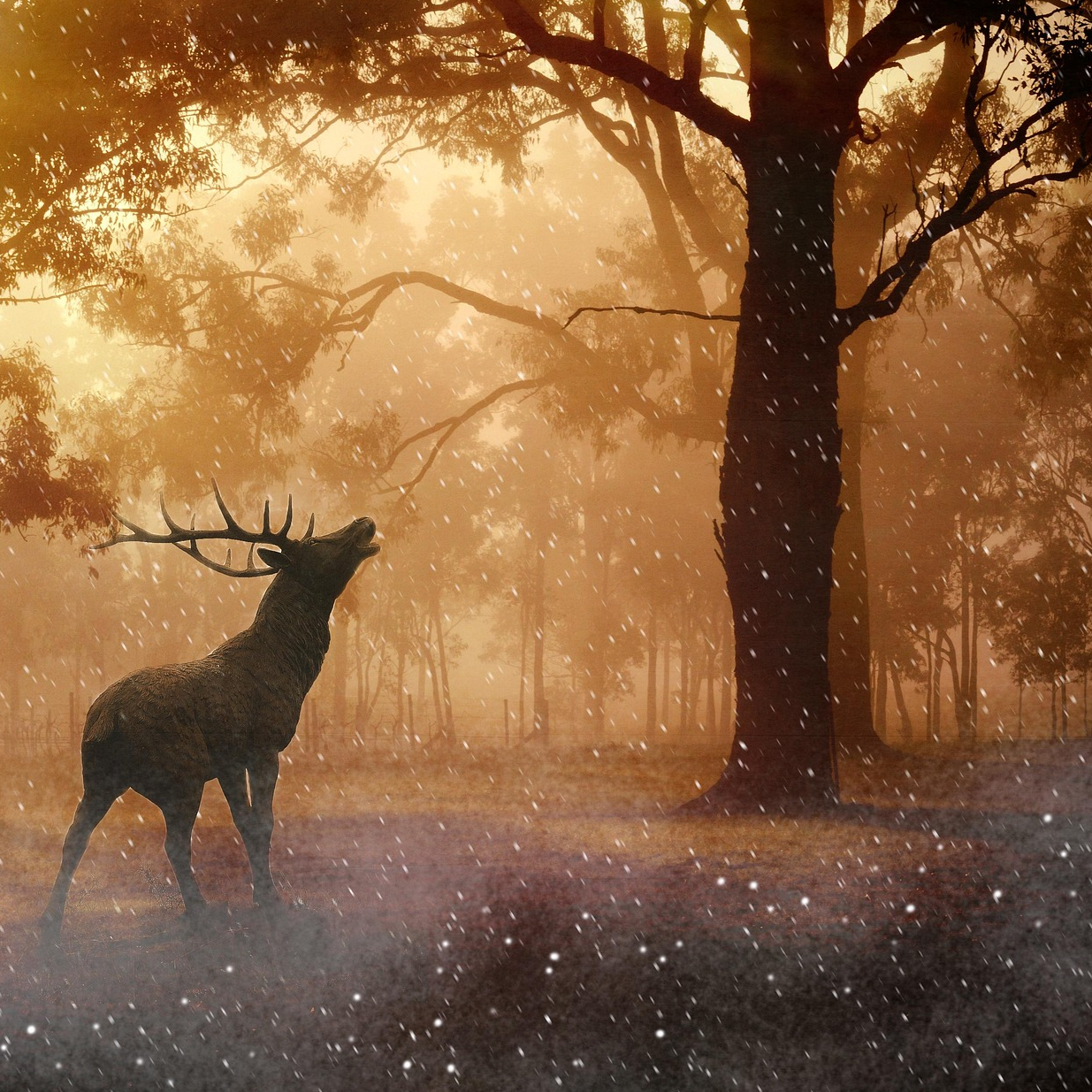 Cerf bramant sous la pluie au coucher du soleil dans une forêt