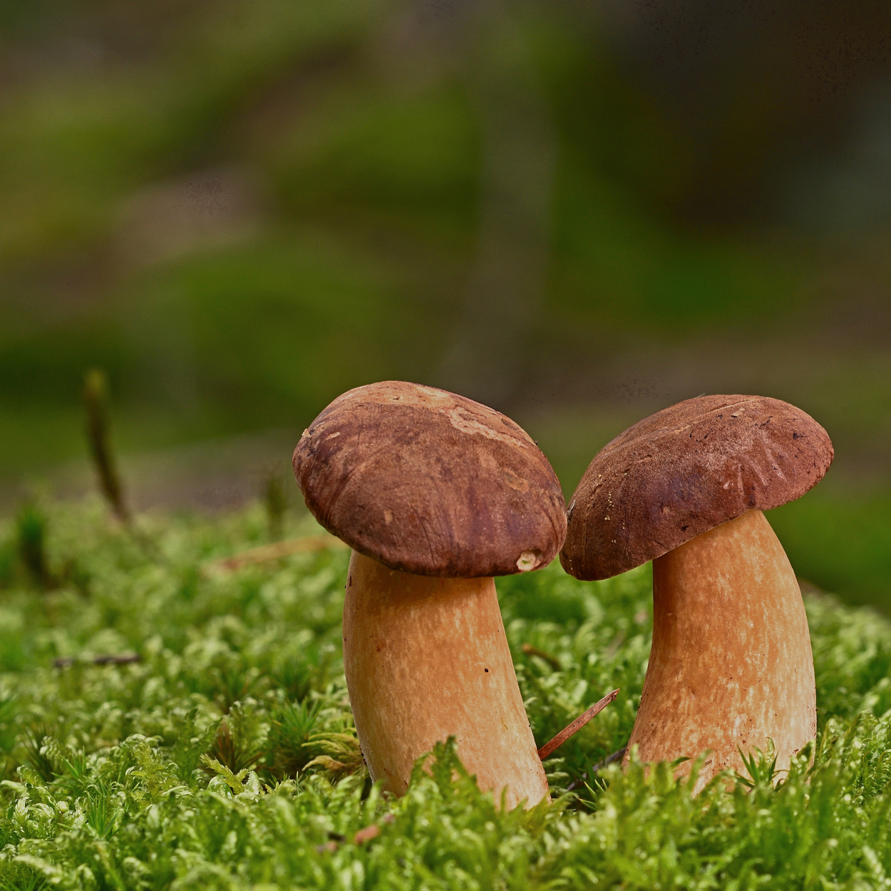 Deux cèpes poussant dans la mousse en forêt à l'automne