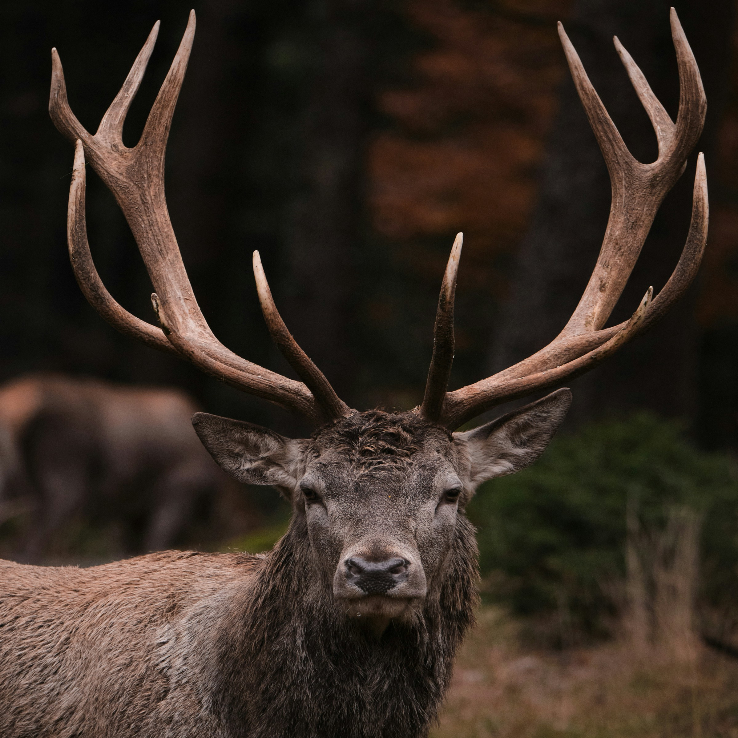 Portrait de face d'un cerf majestueux aux grands bois, en forêt automnale