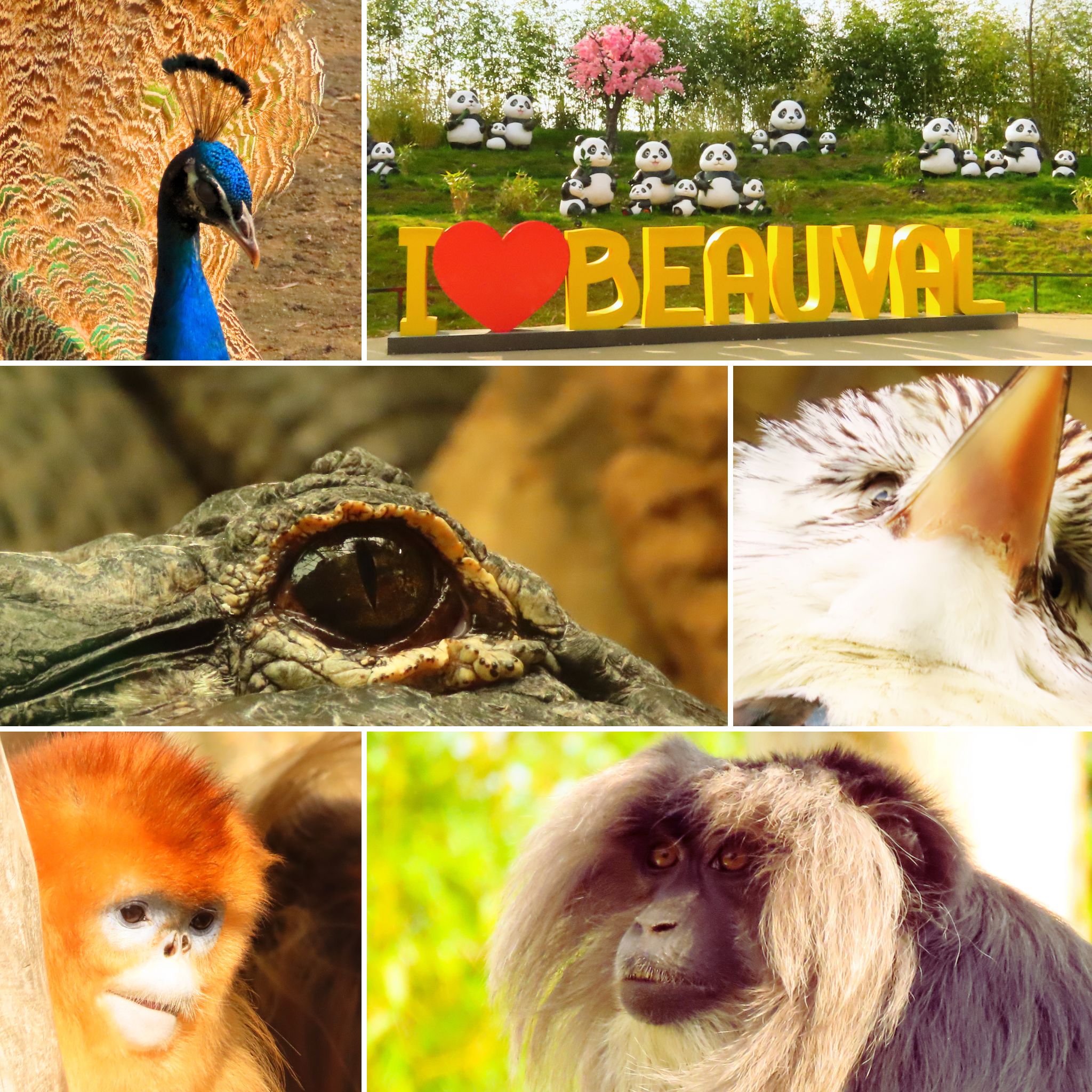 Panda géant, rhinocéros, aigle et faune du Zoo de Beauval