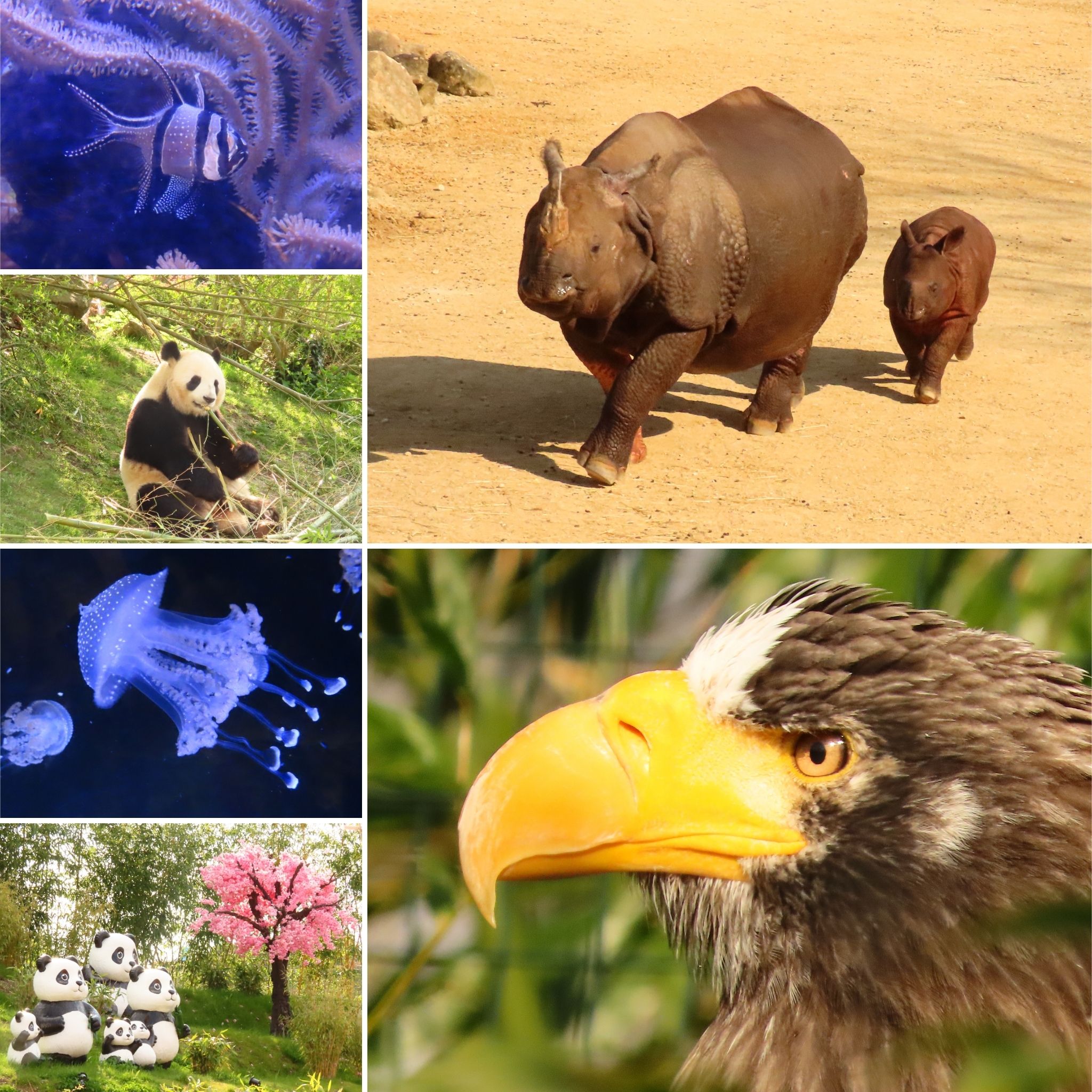 Mosaïque d'animaux du Zoo de Beauval : paon, statues de pandas, crocodile, oiseau, singe doré et langur