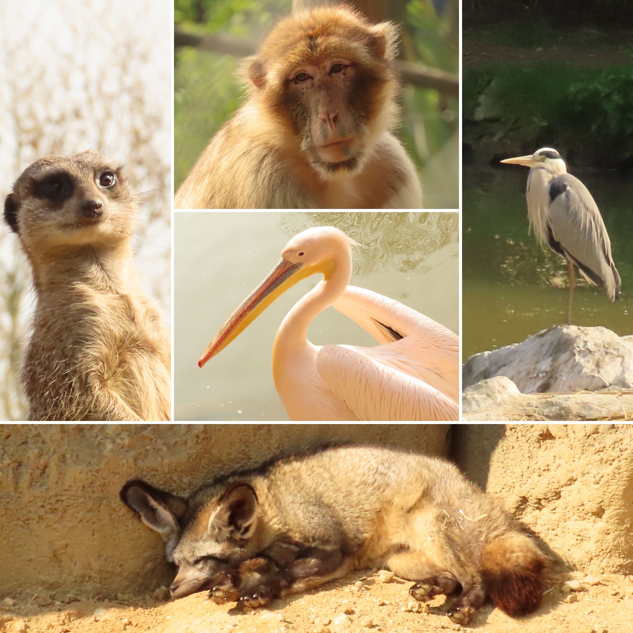 Mosaïque d'animaux du Zoo de Beauval : suricate, macaque, pélican, héron et renard des sables